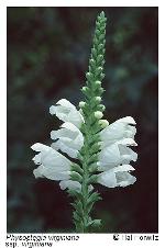 Physostegia virginiana (L.) Benth.