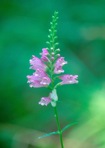 Physostegia virginiana (L.) Benth.