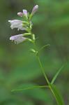 Physostegia virginiana (L.) Benth.