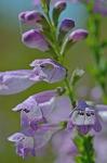 Physostegia virginiana (L.) Benth.