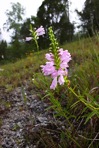 Physostegia virginiana (L.) Benth.