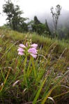 Physostegia virginiana (L.) Benth.