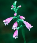 Physostegia virginiana (L.) Benth.