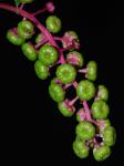 Phytolacca americana L. var. americana