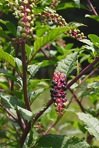 Phytolacca americana L. var. americana
