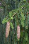 Picea abies (L.) H. Karsten