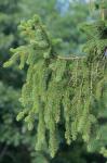 Picea abies (L.) H. Karsten