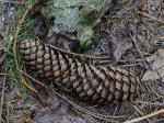 Picea abies (L.) H. Karsten