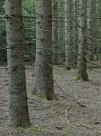 Picea abies (L.) H. Karsten