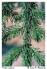 Picea rubens Sargent