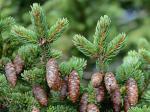 Picea rubens Sargent