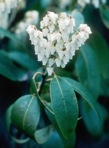 Pieris floribunda (Pursh) Benth. & Hook. f.