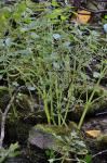 Pilea fontana (Lunell) Rydb.