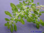Pilea microphylla (L.) Liebm.