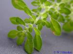 Pilea microphylla (L.) Liebm.