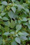 Pilea pumila (L.) Gray