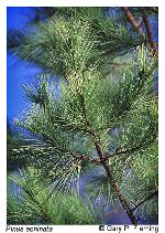 Pinus echinata Miller