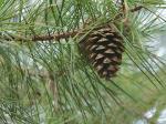 Pinus echinata Miller