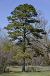 Pinus echinata Miller