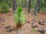 Pinus palustris Miller