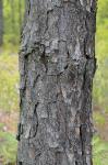 Pinus palustris Miller