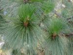 Pinus palustris Miller