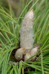 Pinus palustris Miller