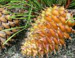 Pinus pungens Lambert