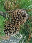 Pinus pungens Lambert