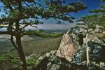 Pinus pungens Lambert