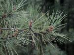 Pinus resinosa Aiton