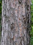 Pinus resinosa Aiton