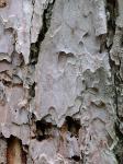 Pinus resinosa Aiton