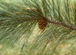 Pinus resinosa Aiton