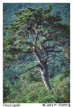 Pinus rigida Miller