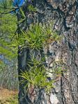 Pinus rigida Miller
