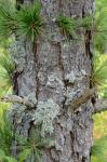 Pinus rigida Miller
