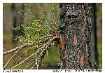Pinus serotina Michaux