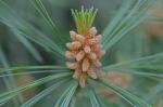 Pinus strobus L.