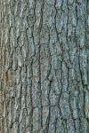 Pinus strobus L.