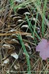 Pinus strobus L.