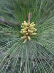 Pinus taeda L.