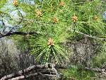 Pinus taeda L.