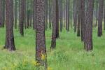 Pinus taeda L.