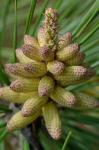 Pinus taeda L.