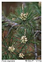 Pinus virginiana Miller