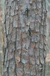 Pinus virginiana Miller