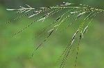 Piptochaetium avenaceum (L.) Parodi