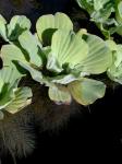 Pistia stratiotes L.