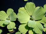 Pistia stratiotes L.